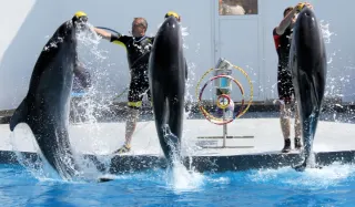 Antalya Sea Lions and Dolphin Show - 1