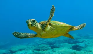 Marmaris Dalyan & Turtle Beach By Bus - 1